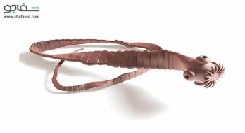 کرم نواری - tapeworm کرم نواری - tapeworm