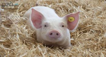 تریشینوز - trichinosis تریشینوز - trichinosis