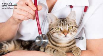 توکسوپلاسموز - toxoplasmosis توکسوپلاسموز - toxoplasmosis