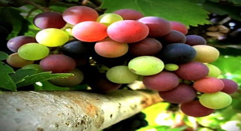 انگور برای زیبایی و سلامتی انگور برای زیبایی و سلامتی