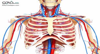 نشانگان انسداد خروجی قفسه سینه (نشانگان دنده گردنی) - thoracic outlet obstruction syndrome نشانگان انسداد خروجی قفسه سینه (نشانگان دنده گردنی) - thoracic outlet obstruction syndrome